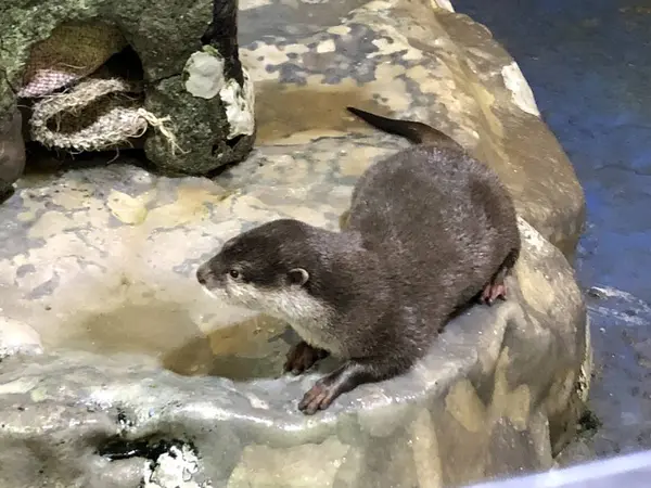 カワウソ
