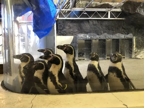 ペンギン