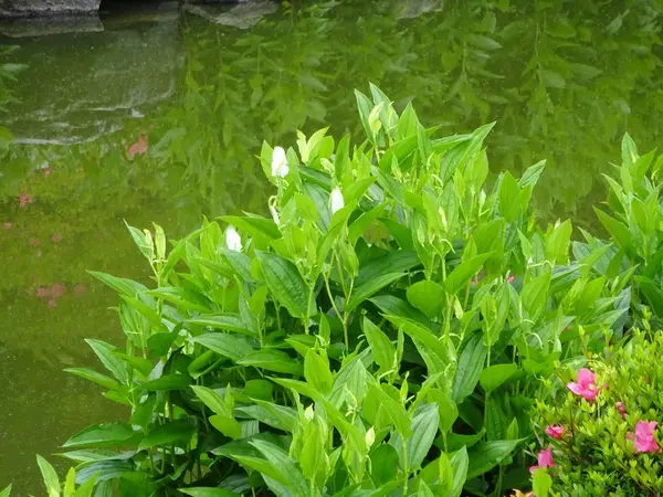 池のまわりに半夏生