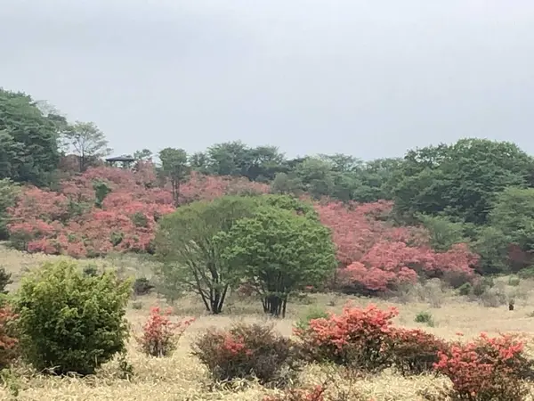 ヤマツツジ