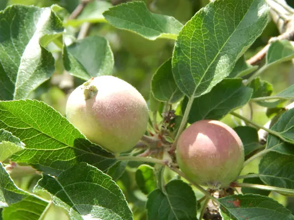 りんご、まだこんなに小さい🍎