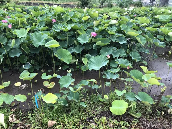 目の前は、ハスの花