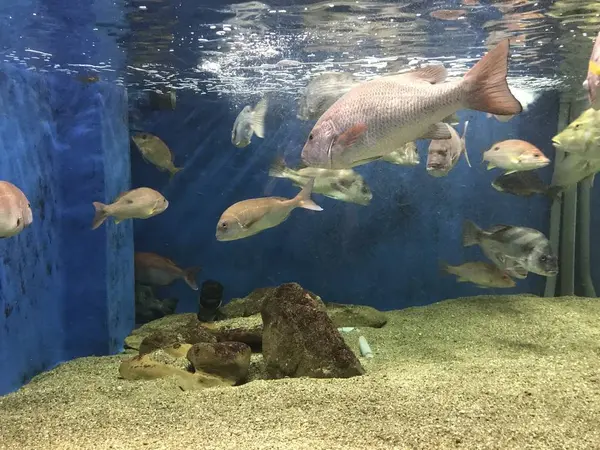 鯛