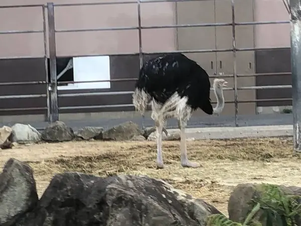 ダチョウ