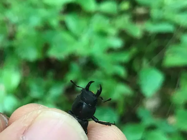 ミニクワガタ？