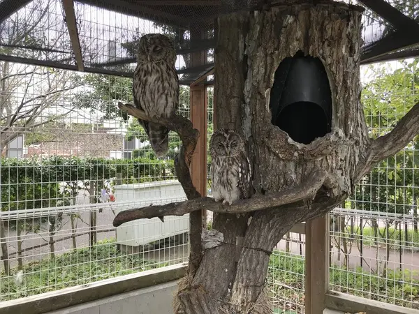 何故かフクロウw