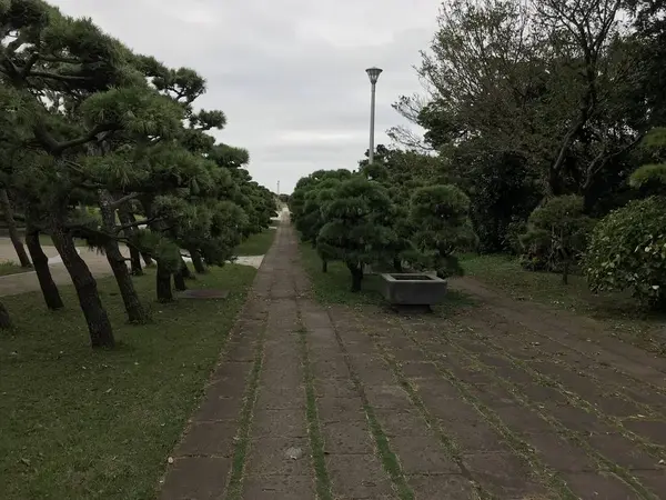 松が斜めに生えてます。