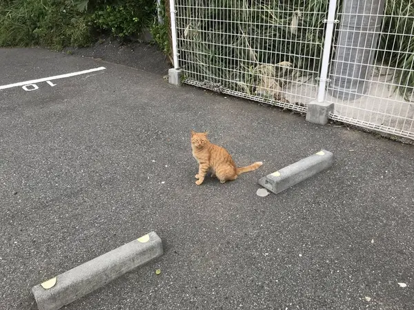 野良猫w