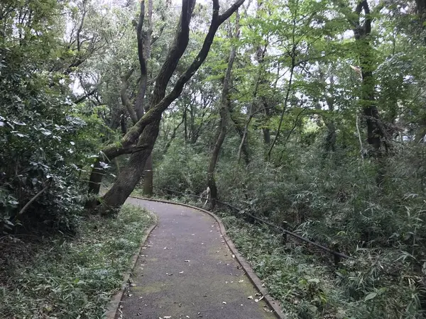 鬱蒼とした森？山？