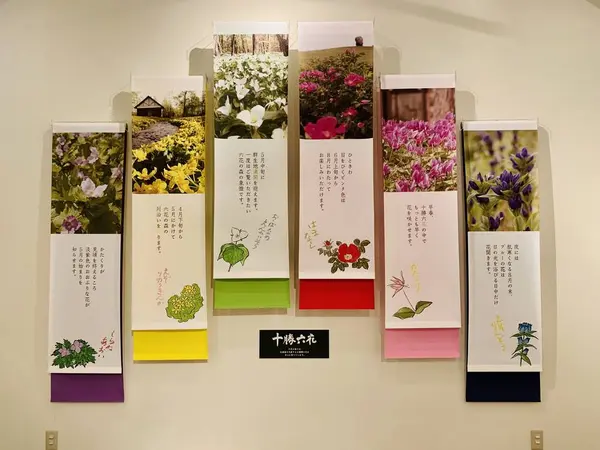 十勝六花