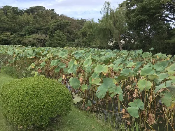 蓮池