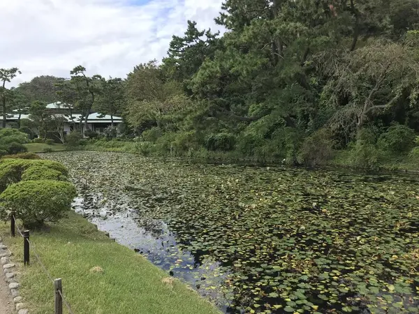 睡蓮池です。