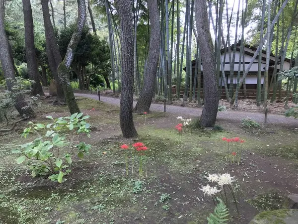 彼岸花があちこちに。