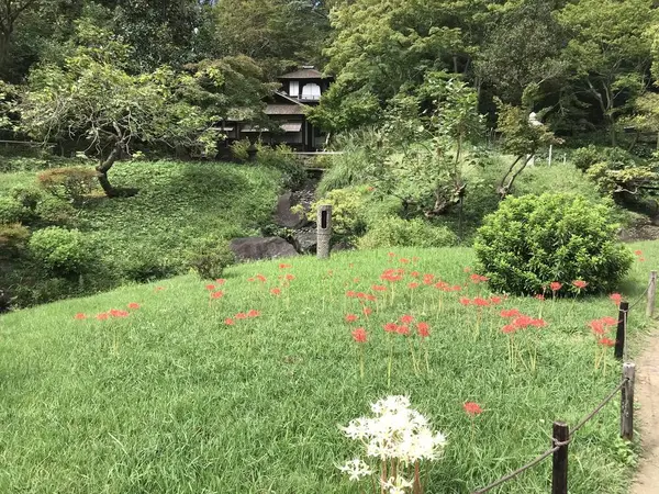また、彼岸花w