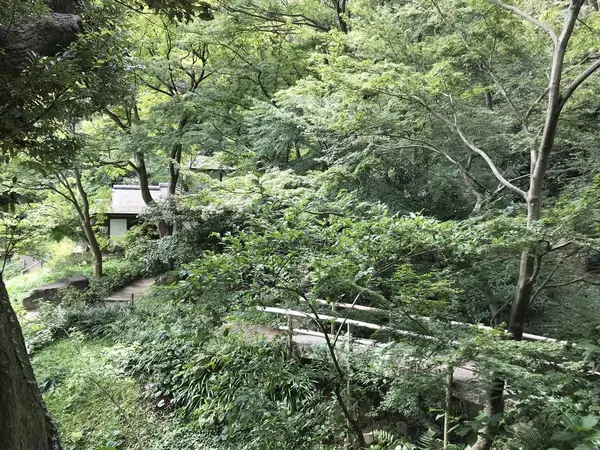 ただのボサ山状態w