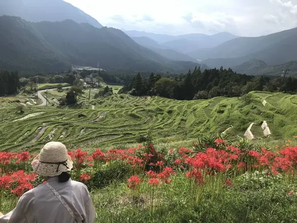 彼岸花もキレイ