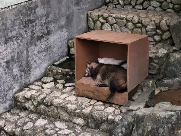タヌキ