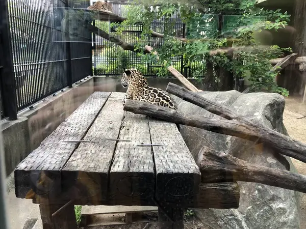 ジャガー