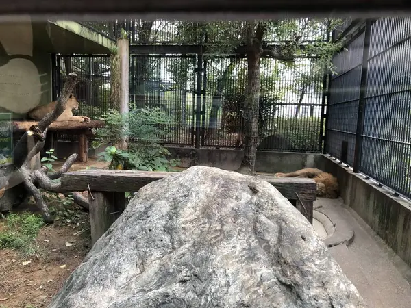 ライオン