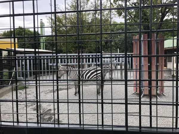 シマウマ