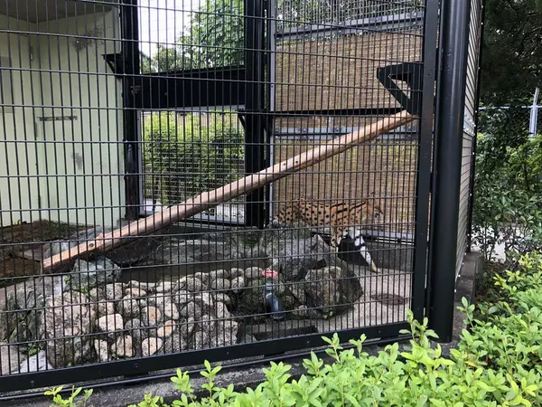 サーバルキャット