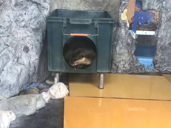 カワウソ