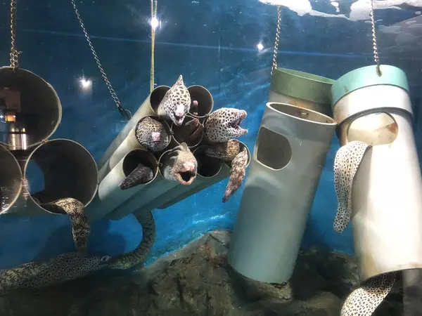 ウツボ