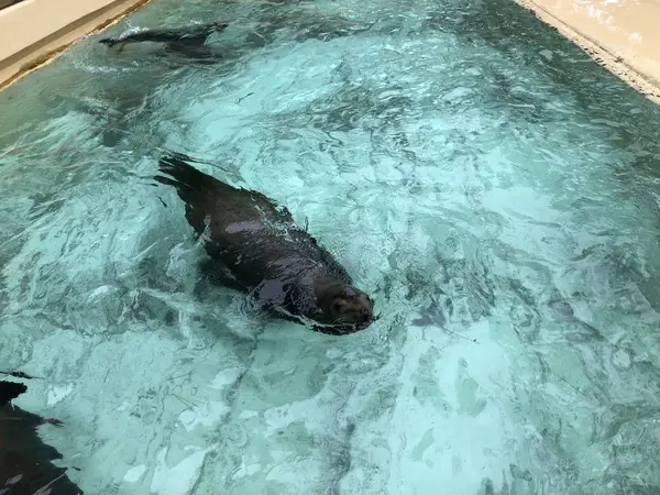 アシカ