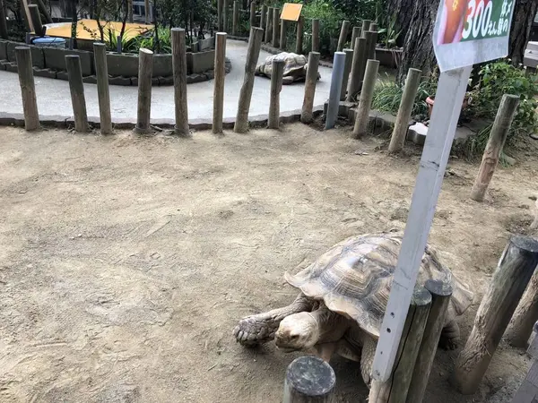 カメ