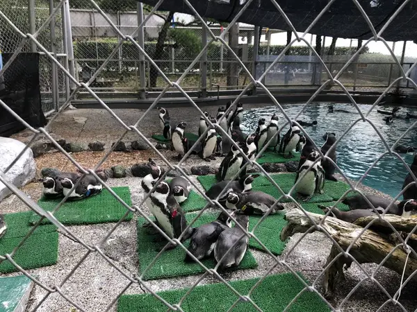 ペンギン