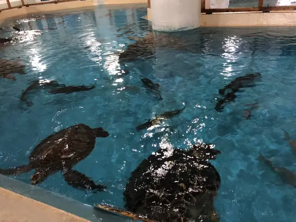 ウミガメ