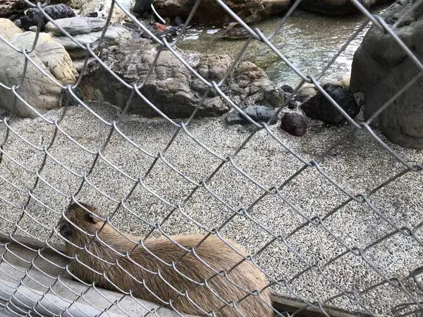 カピパラ