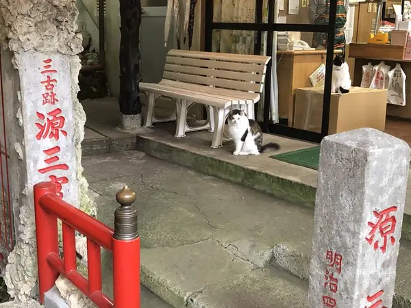 源三窟 入場口近辺 守護猫