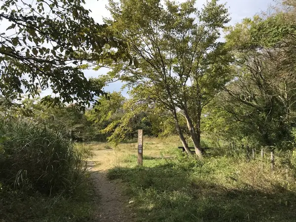シンボリックなツリー