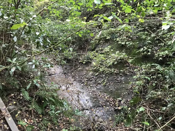 岩肌を滑る水