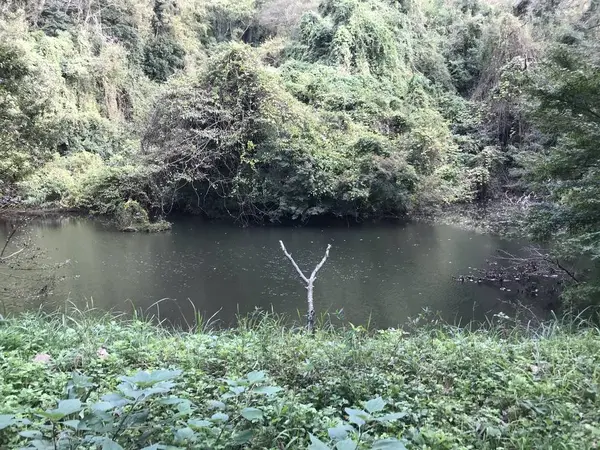 という事で池です。