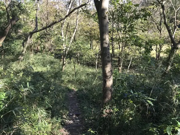 相変わらずの雑木林w
