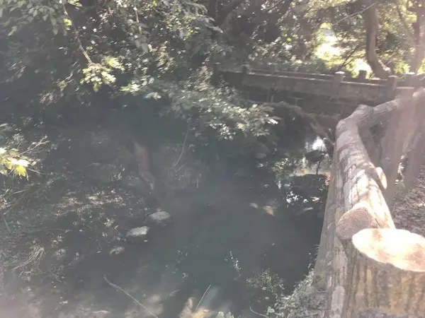 逆光の昇龍橋
