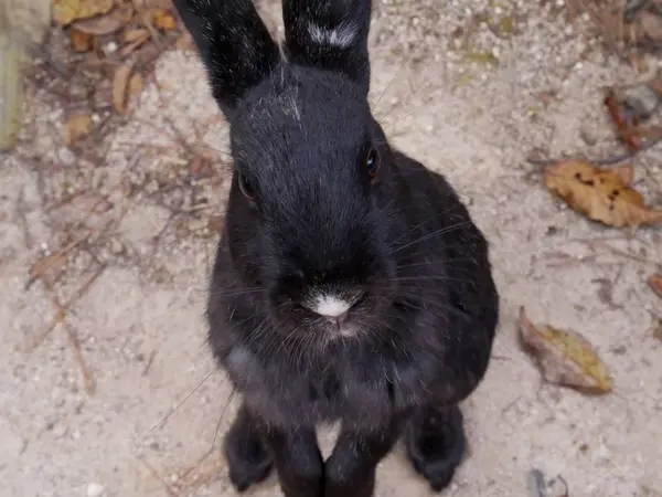 うさぎ