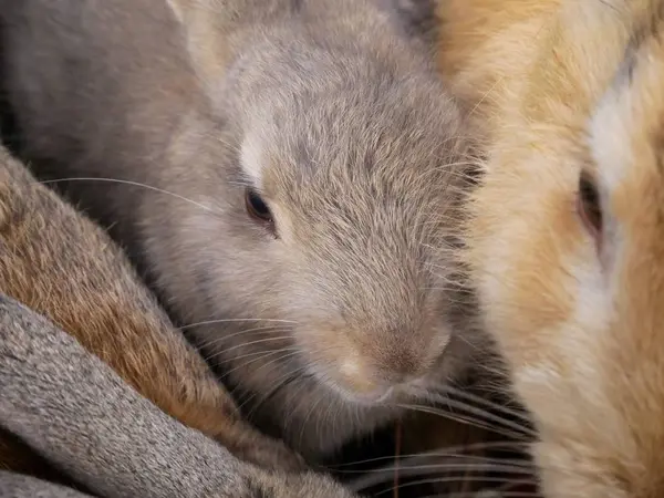 うさぎ