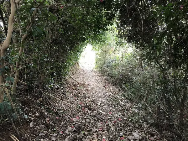 ひゃー、トトロ、トトロw