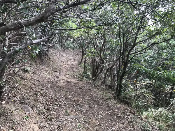 ウバメガシの自生地