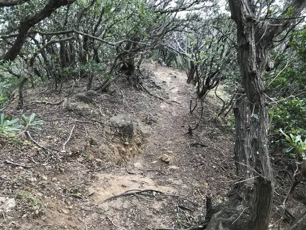でも椿や桜は分かりますw