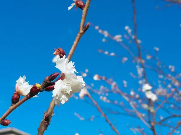 寒桜が…