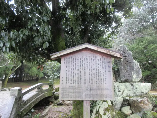 菊の被綿