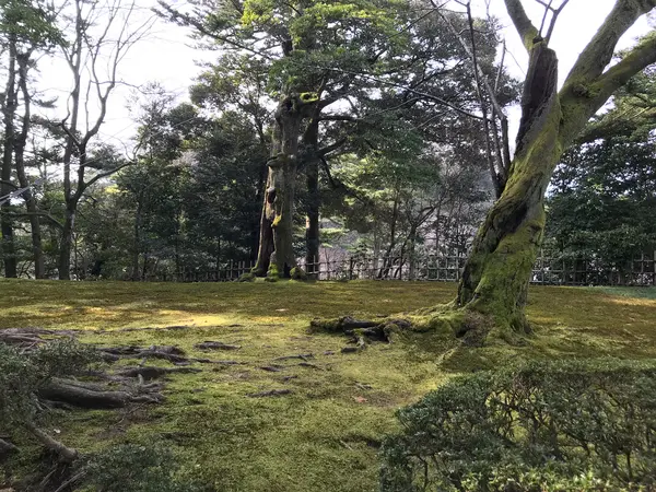 立木さえも素晴らしい
