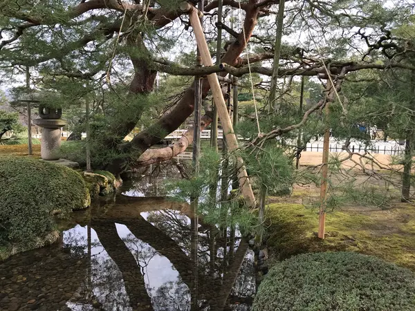 巨大松もオンパレード