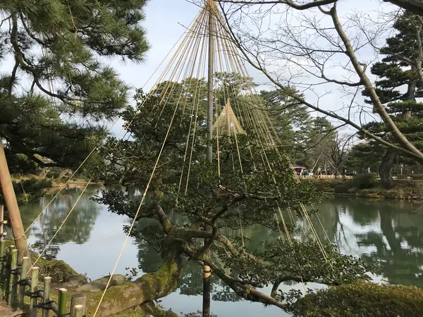 雪吊りアップw