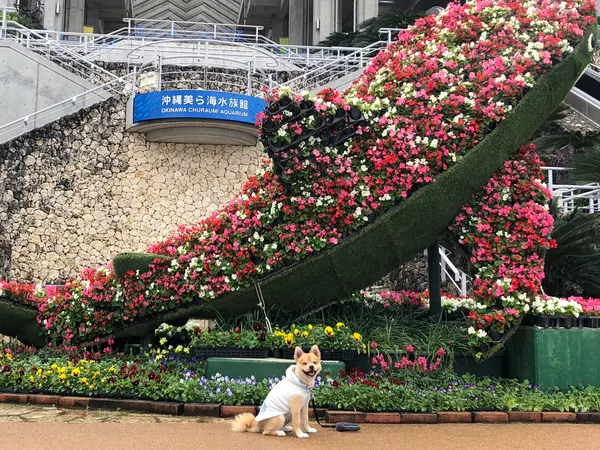 ォキちゃんォ花バージョン