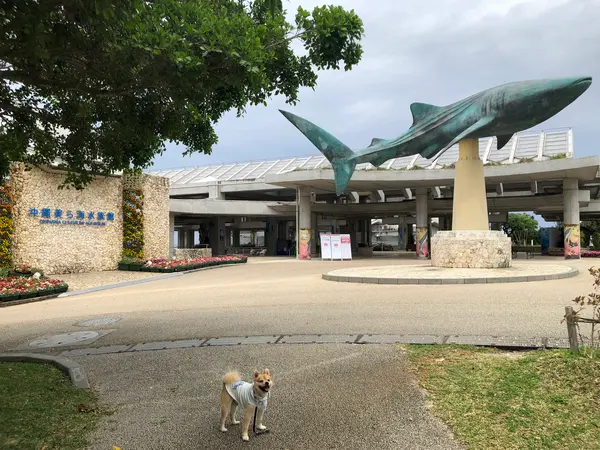 美ら海水族館は ァレで休館です